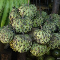 Annona cherimola Mill.